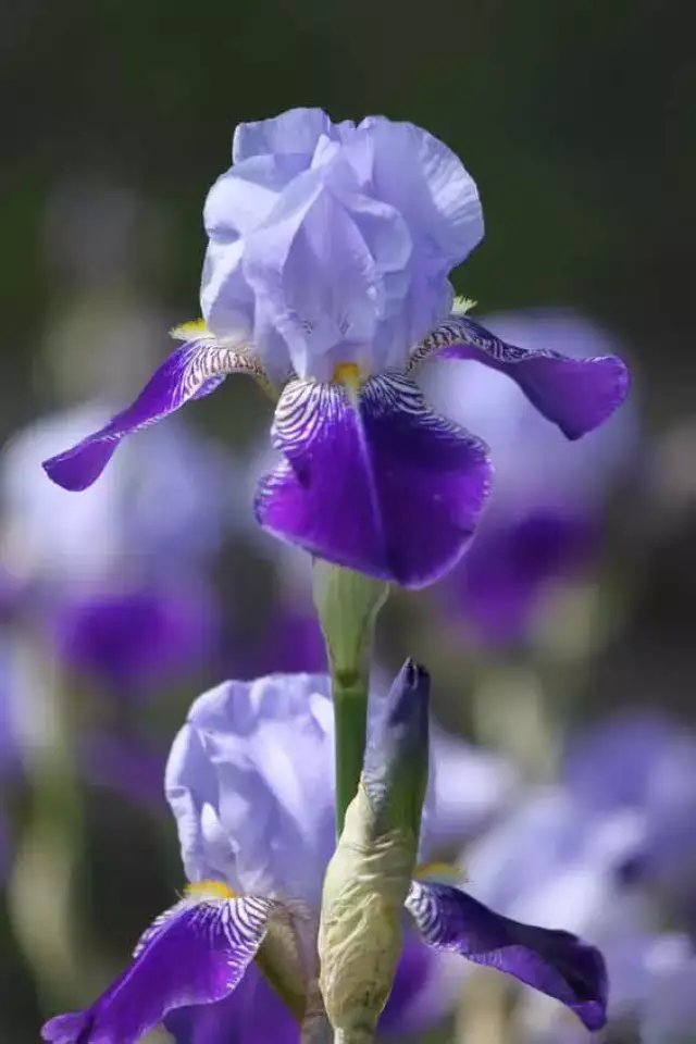 妖娆无比的鸢尾花,梵高莫奈都曾为其倾心!