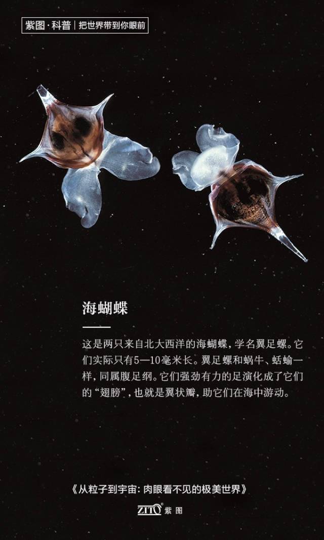 海蝴蝶是海蜗牛的一种, 它们的正式名字是翼足螺.