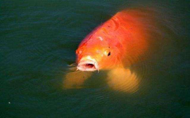 钓获一条红色的野生大鲤鱼, 很多人迷信必须放生
