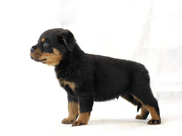 罗威纳犬的寿命有多长?