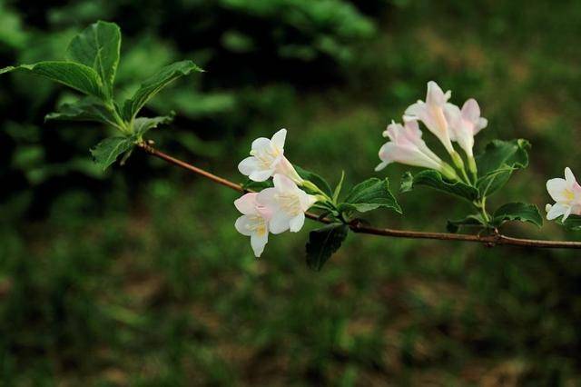 夏天有什么植物常见 a25033a5b0504a938f1ceffa2efe02bb.jpg