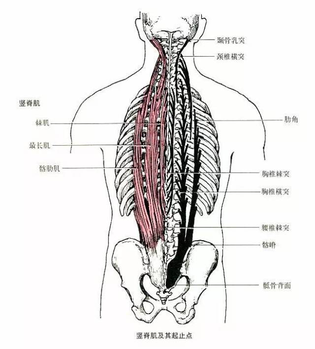 推荐一个很有效锻炼竖脊肌的体式: 蝗 虫 式