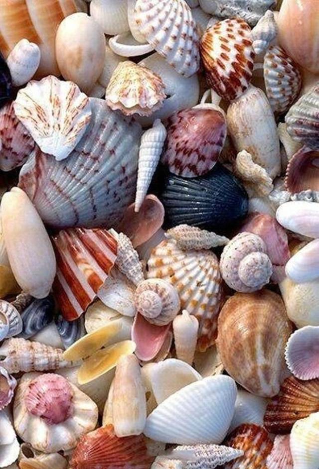 澳大利亚的丹汉姆 (denham) 45公里处,贝壳堆积如山,种类繁多,色彩