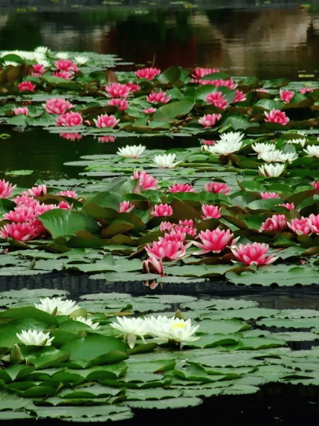 在洪泽湖湿地景区入口广场的小湖中, 荷花点点嫣红地点缀在池塘中