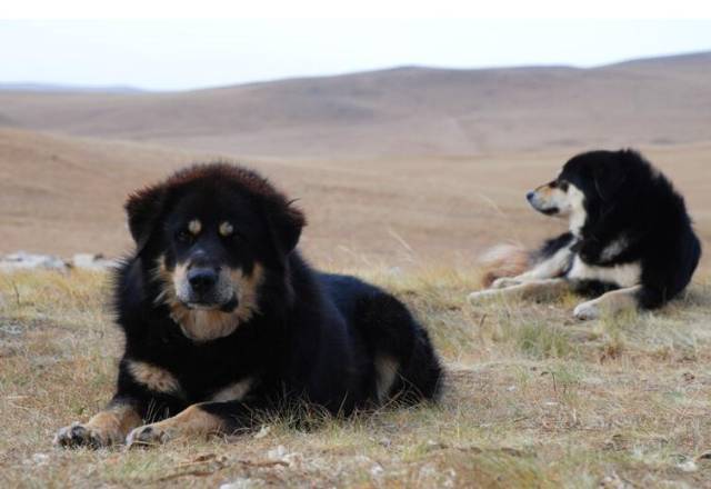 公认世界上最忠诚的狗,战斗力比藏獒强悍