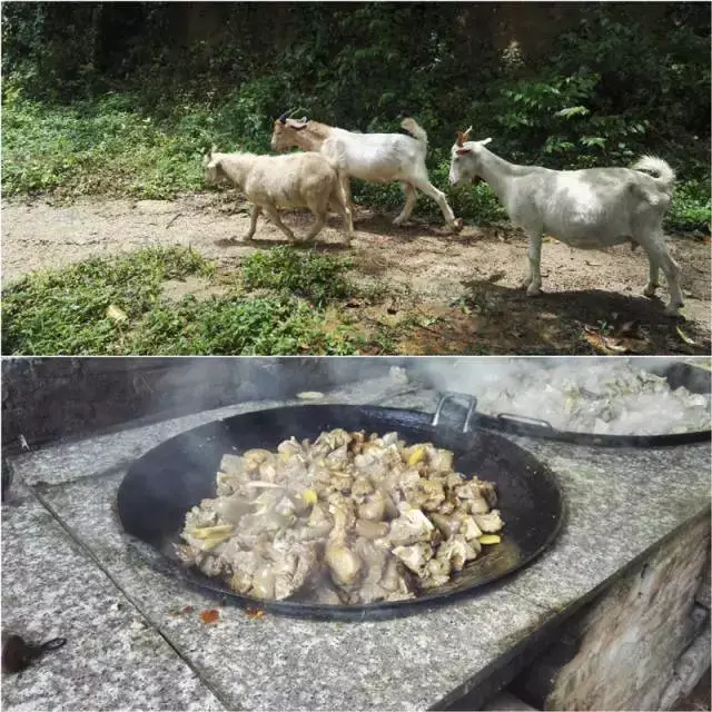 山羊   用柴火焖制好几个小时的羊肉,闷得十分入味,而且这道菜还全年