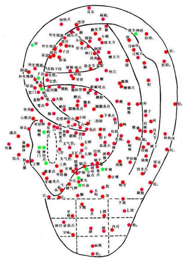 耳朵穴位图分析