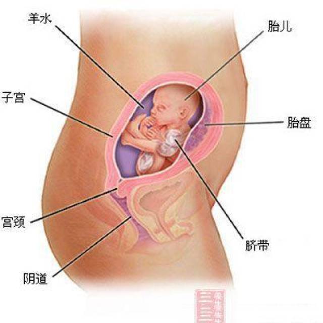 怀孕四个月，胎儿到底有多大?你一定想知道!