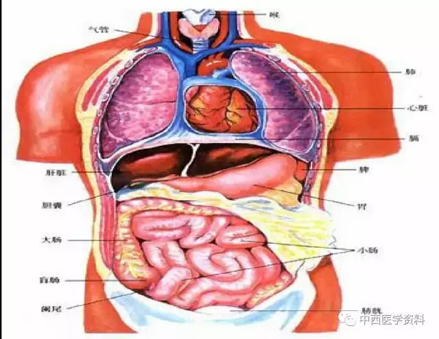 针灸公益讲座【群内可免费下载"三维立体解剖软件"和珍藏医学电子书】