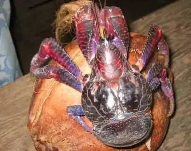 第一个流量免费的国家,中国什么时候才能实行