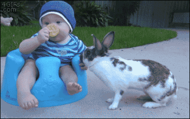 搞笑gif动态图片:这流氓兔,看小宝宝表情委屈的