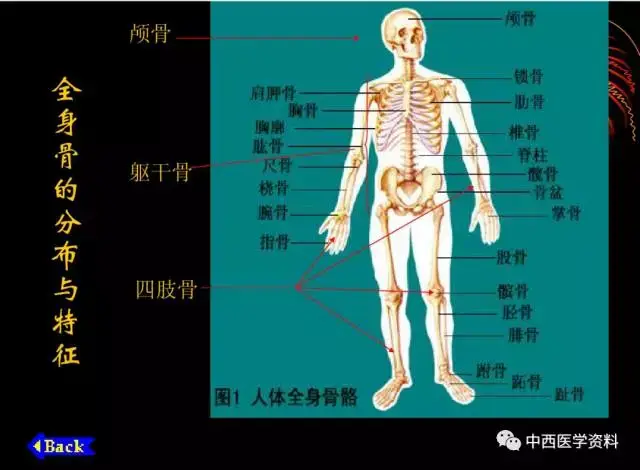 石家庄白求恩医学院普及下人体解剖学学什么？-专业知识