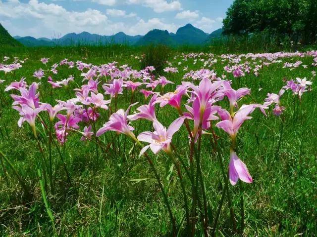 普者黑,数千亩野生水仙花扎堆开放