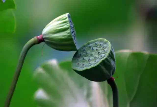 莲蓬其实是莲花的花房,莲蓬只是荷花的花心,娇小嫩黄,藏于美丽繁荣