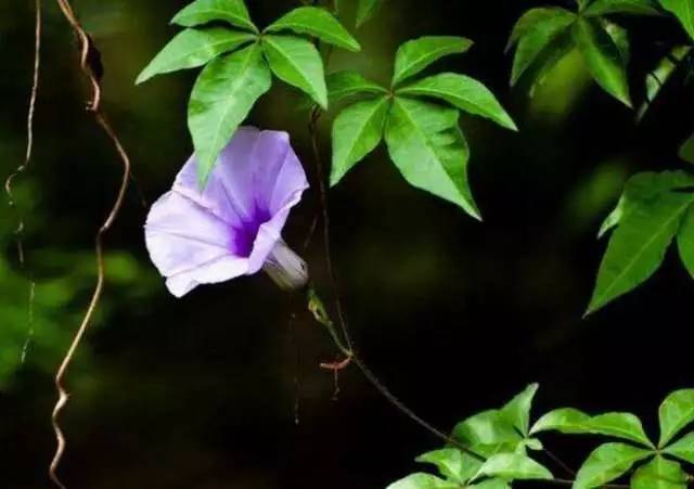 "植物杀手"五爪金龙