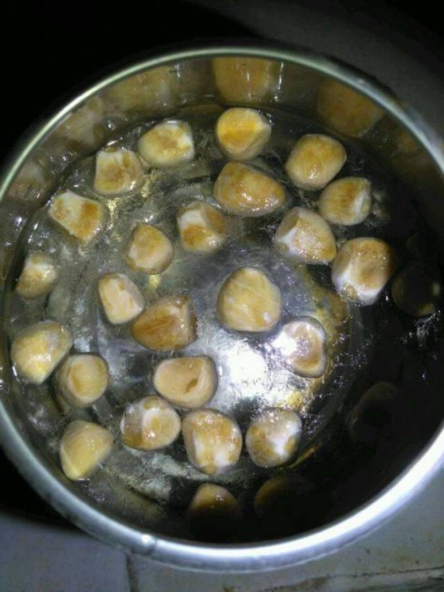 发财树种子盆栽2个月发芽了,花农用了什么绝招