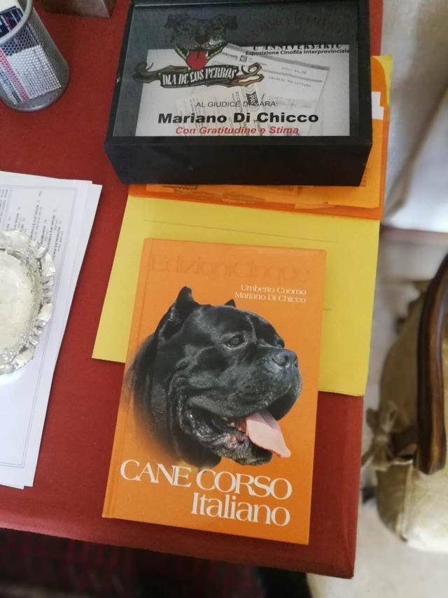 寻根之旅:探秘意大利古老犬种卡斯罗cane corso