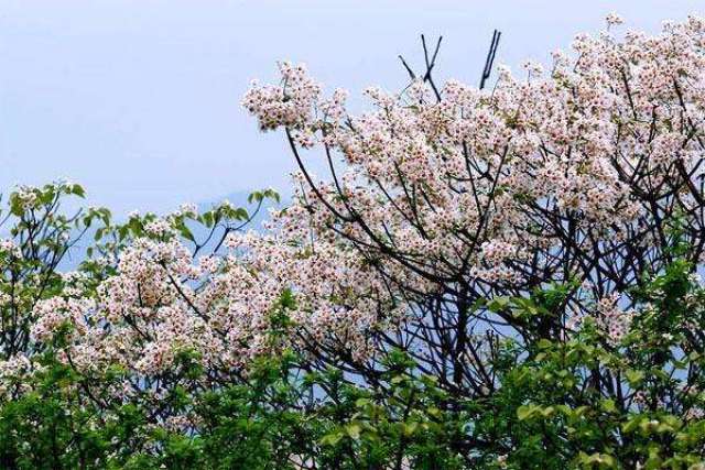 人们都说樱花美,其实桐子树开花的季节,这景色与樱花相比,也毫不逊色.