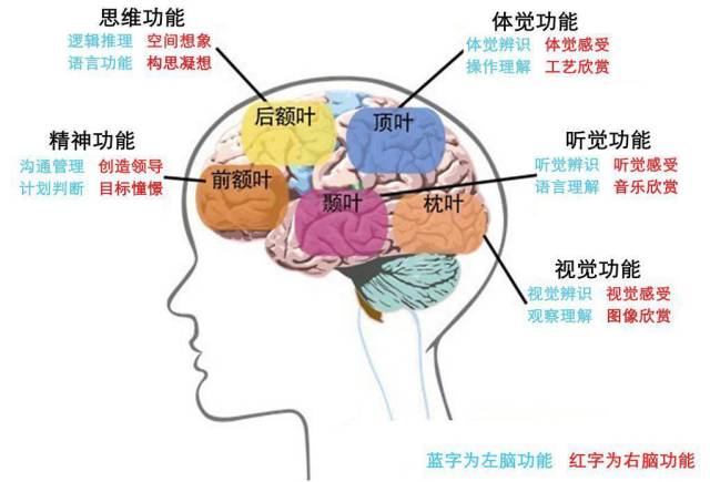 大脑结构与功能示意图