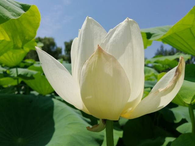 池塘里满满全是白色荷花,就像云絮飘落绿波上!