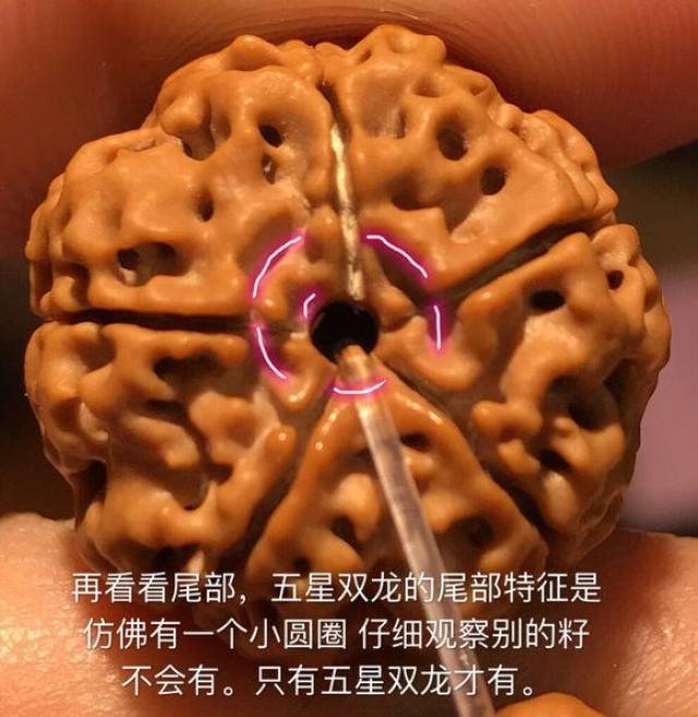 什么是蜂窝双龙蜂窝双龙怎么鉴别