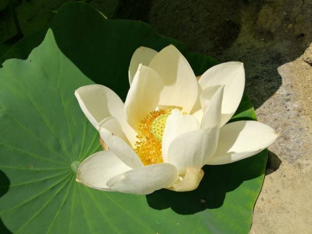 池塘里满满全是白色荷花,就像云絮飘落绿波上!