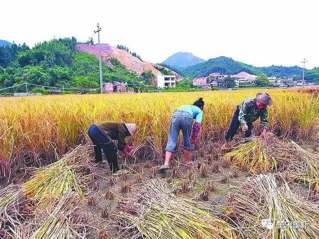 用镰刀收割稻子