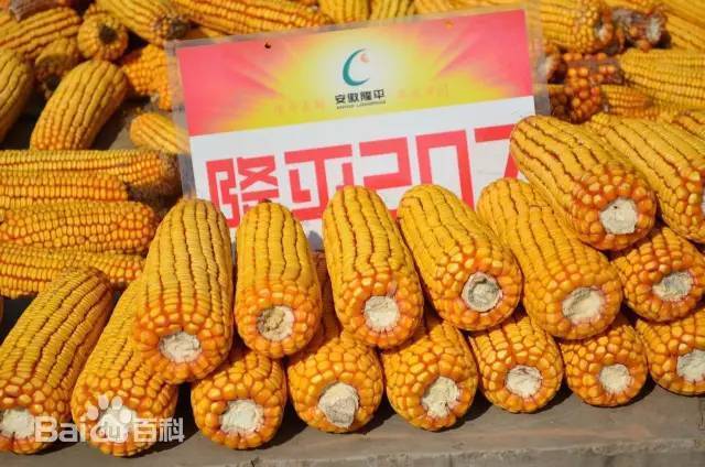 隆平高科 玉米品种 隆平207