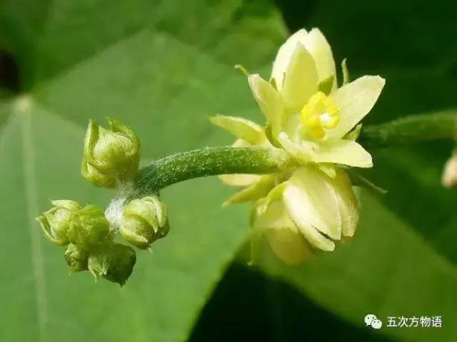 佛手瓜的雄花序.与单生的雌花不同,雄花呈总状花序.