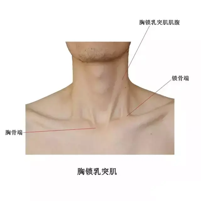 实用体表解剖:头颈部(高清大图版)