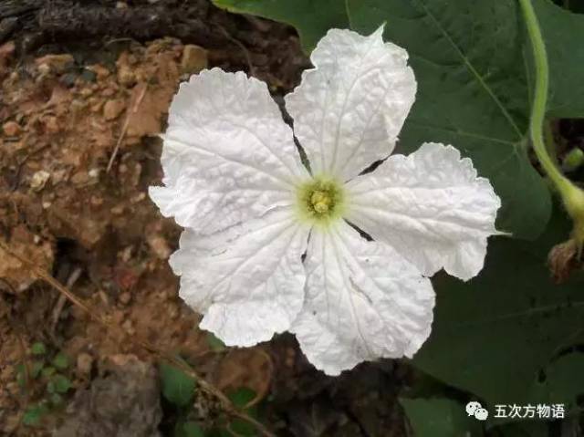 葫芦的雄花.一脸苍白,生无可恋.