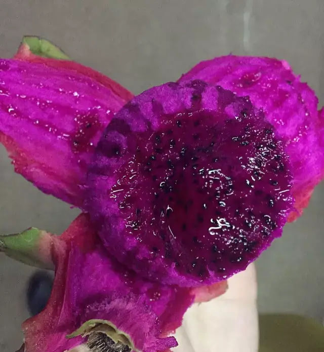 舔屏!成都这里的火龙果成熟啦,吃货们有口福咯