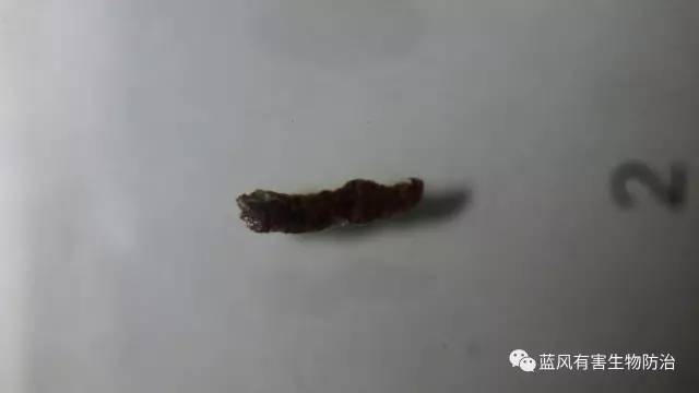 苍蝇成长史以及物理防治