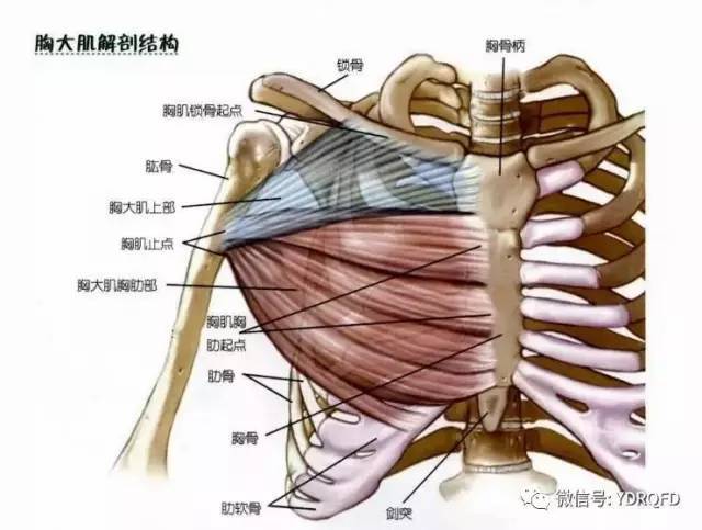 胸大肌呈扇形,分为两个部分,锁骨部起于锁骨内侧半,胸肋部起于胸骨