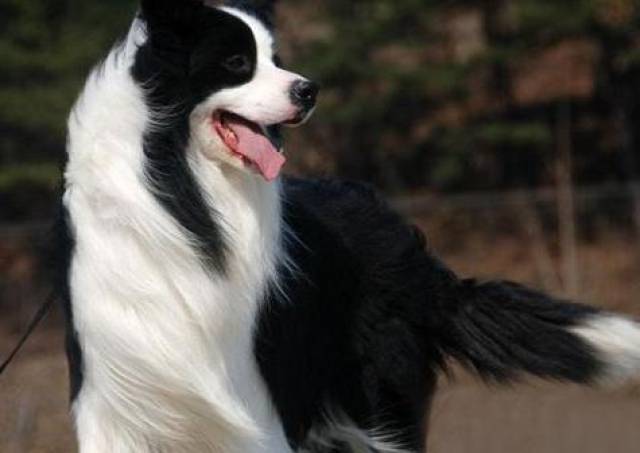 挑选边境牧羊犬,除了看头部,这些也不能忽视!