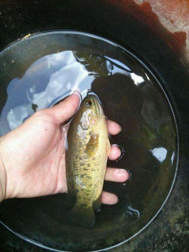 一种会走路的鱼, 过去在农村河沟里随处可见