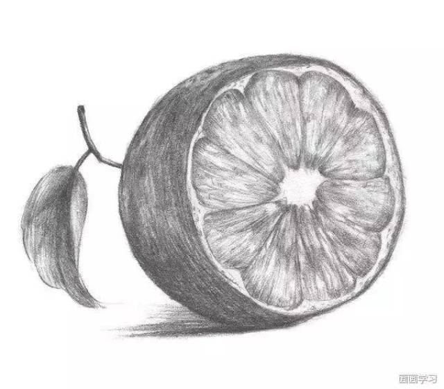 植物素描教程,开心果,橙子,邹菊花素描步骤图解