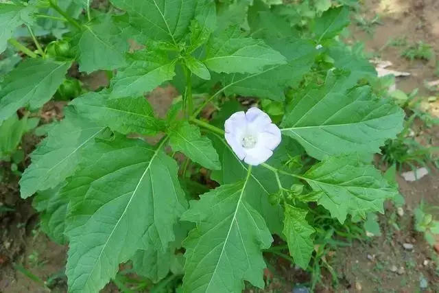 贵州人的夏天,没一碗灯笼果搓浆续命,咋活?