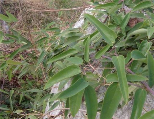 威灵仙属于药用植物,以干燥的根及根茎入药,中药名为威灵仙,根及茎