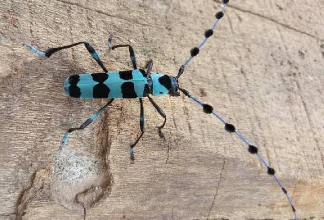 云南网友发现蓝色漂亮昆虫 背部有斑点触角很萌