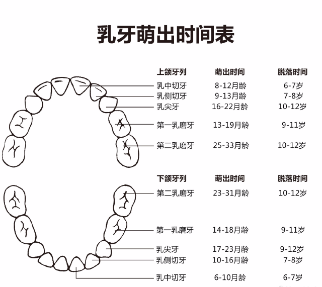 出乳牙的阶段,也是孩子快速生长发育的阶段.