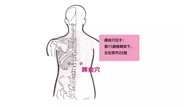 最高的骨头隆起)下凹陷处 艾灸15分钟,雀啄灸为主 ②脾腧穴 在背部,当