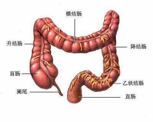 患直肠癌,从哪儿来?