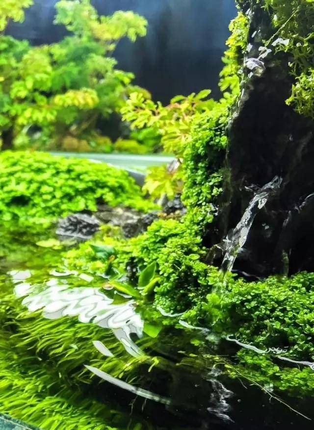 水草缸雨林缸造景 是不是清澈见底,水折射出来,就像山间的小溪.