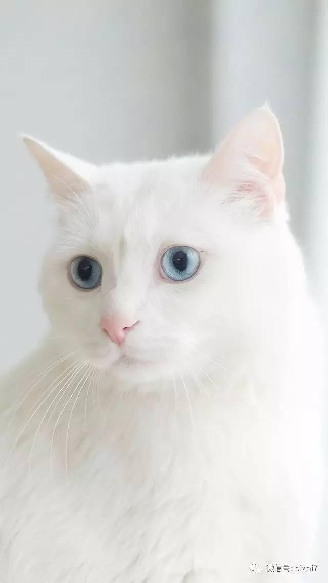 猫咪壁纸,可爱小白猫