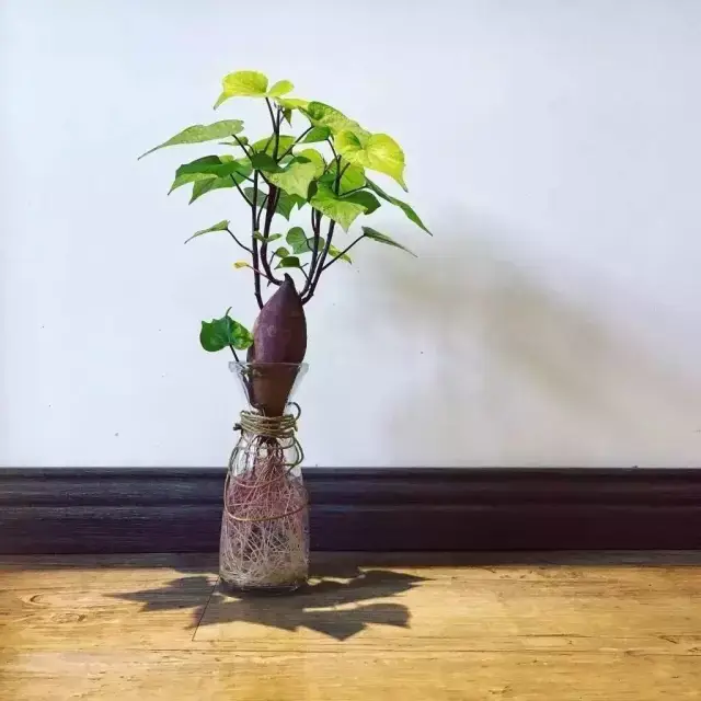 水培薄荷:剪下枝条,去掉水面以下的叶片,插在水里