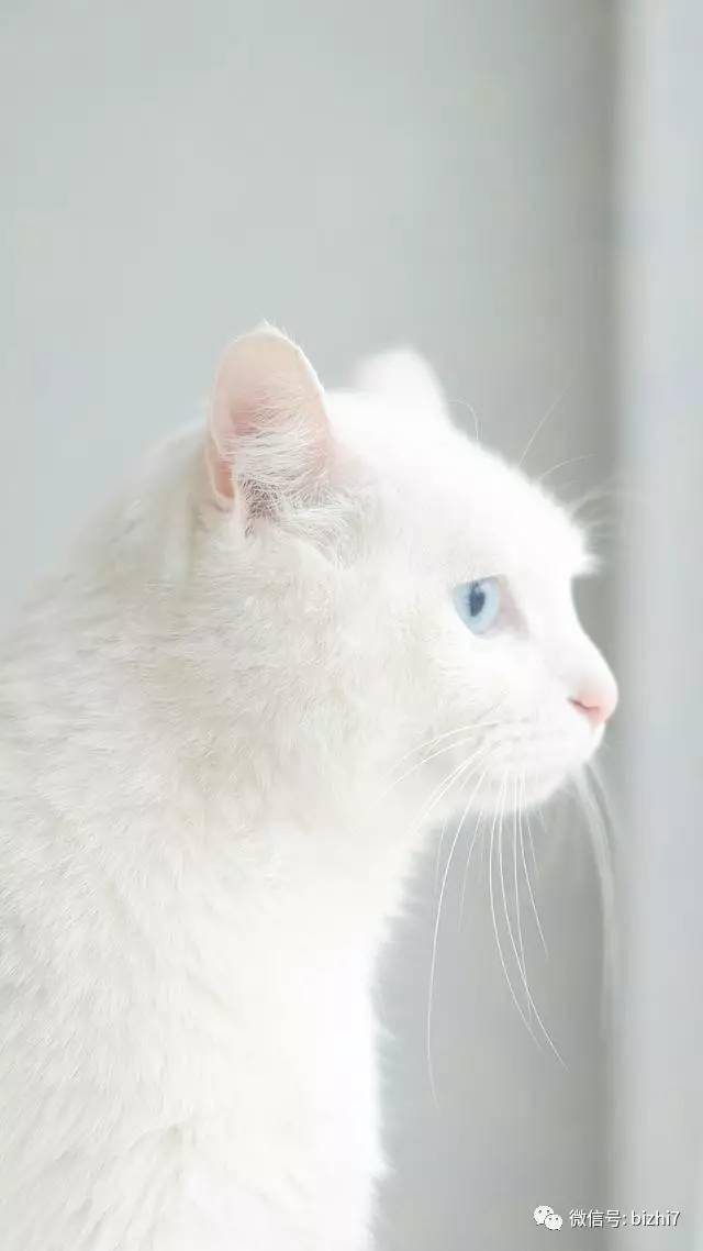 猫咪壁纸,可爱小白猫