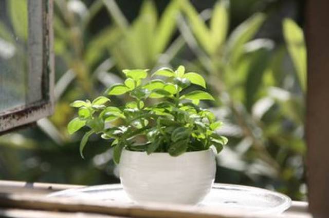 花卉安全度夏(图3) 花卉安全度夏(图3)