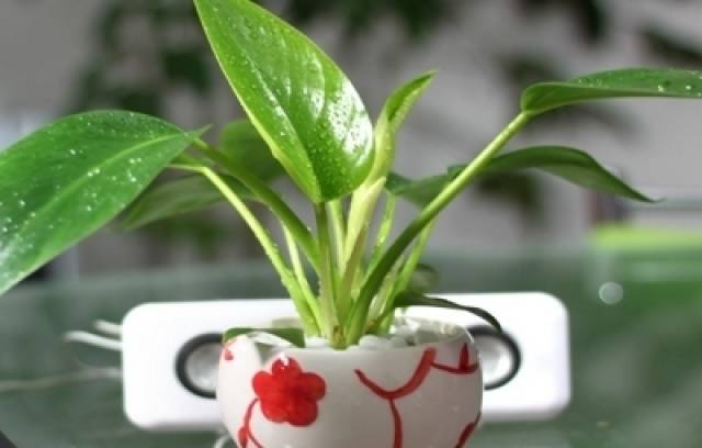 花卉安全度夏(图1) 花卉安全度夏(图1)