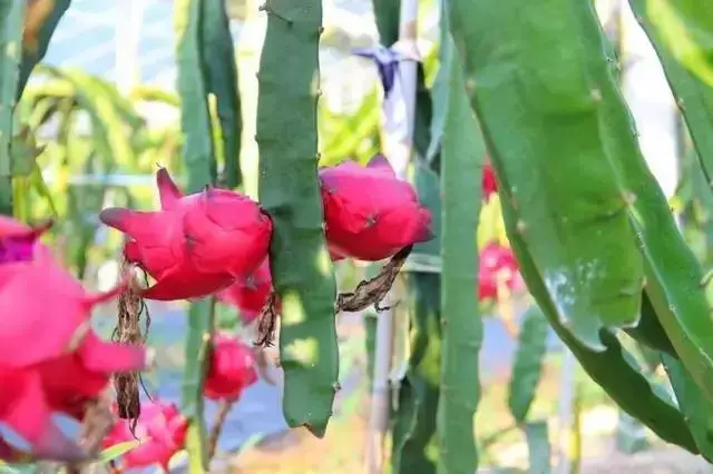 别说你找不到农业致富的好项目,有项目你敢接